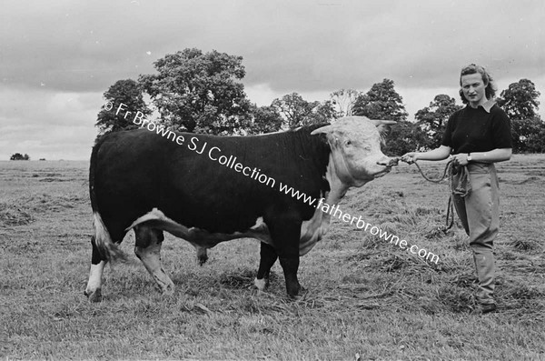 HEADFORD HOUSE  PEDIGREE HEREFORD BULL